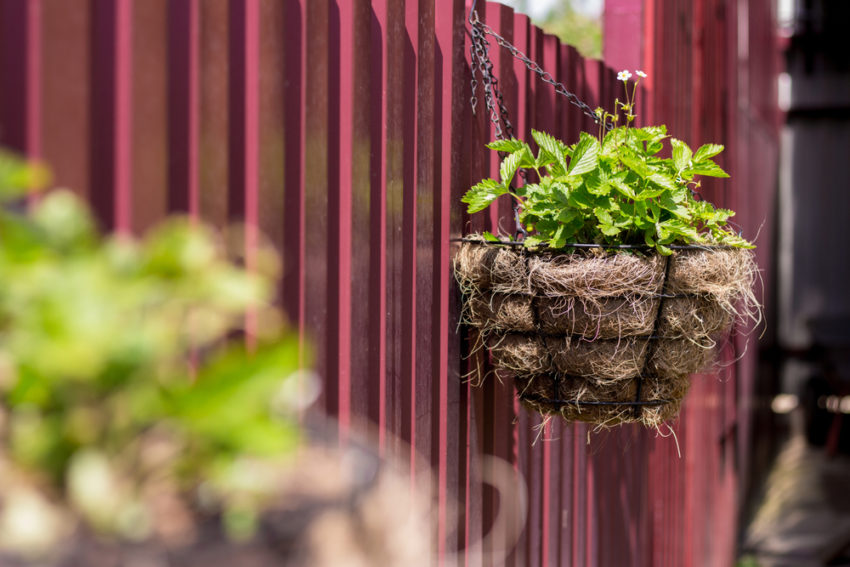 wire mesh hanging baskets attached to a fence with crops growing inside