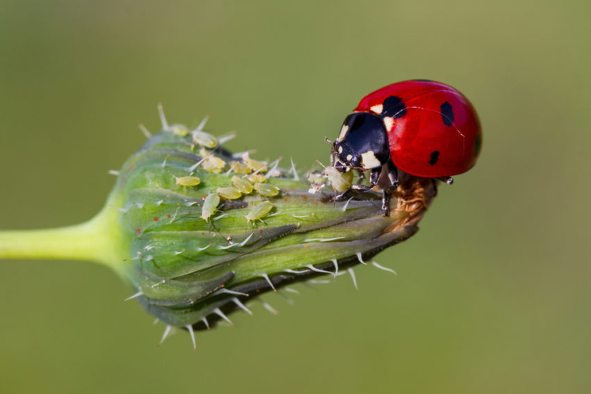 a close-up of a ladybird getting rid of aphids on a flower bud