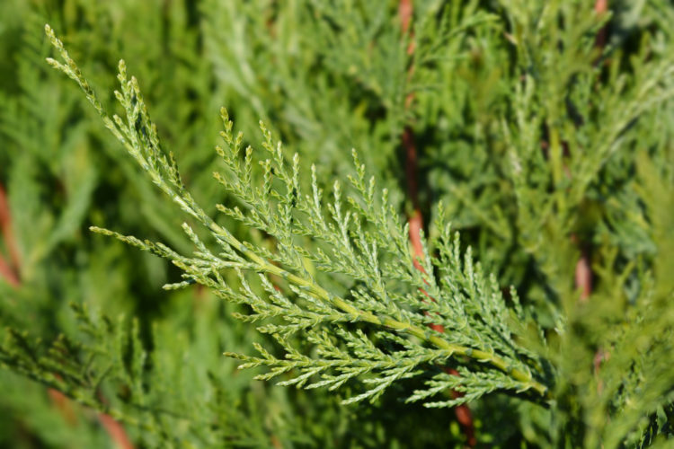 a close up of a bushy leylandii hedge, one of the fastest-growing hedges for privacy in your garden