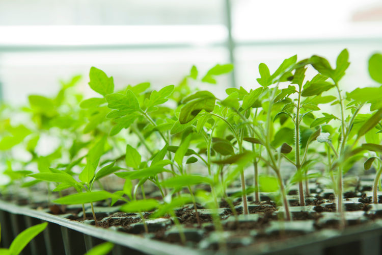 How to Grow Tomatoes in Your Garden 2 how to grow tomatoes in seedling trays before planting them outdoors
