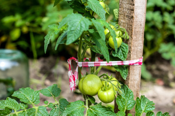 How to Grow Tomatoes in Your Garden 4 close-up of tomatoes tied to a stake