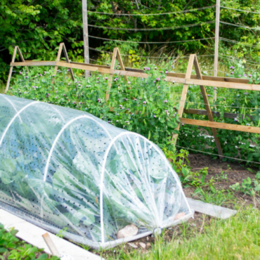 Garden vegetables to grow in spring will need protection from cold weather and pests