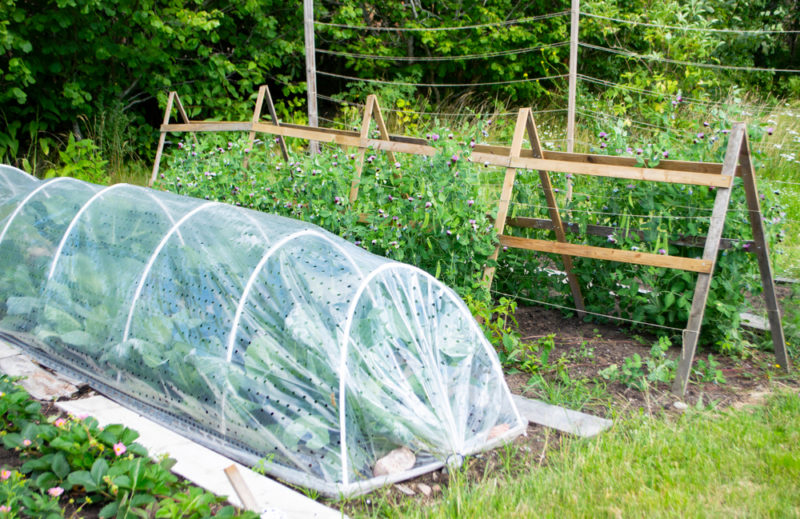 Garden vegetables to grow in spring will need protection from cold weather and pests