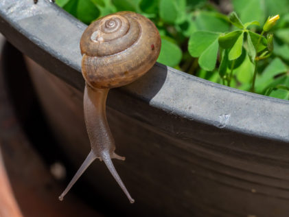 7 Natural Ways To Keep Snails Out Of Your Garden 1 a brown snail on the edge of a plant pot