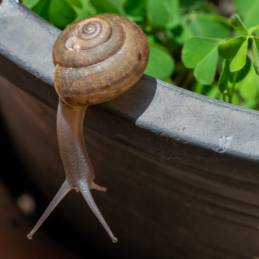 a brown snail on the edge of a plant pot