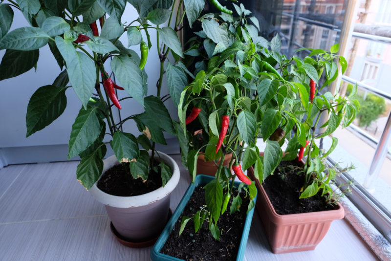 large chilli pepper plants growing in planters