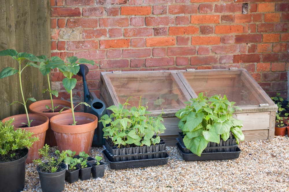 green beans and other vegetables in containers outside, next to a cold-frame unit