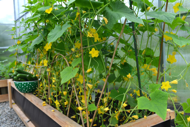 How to Grow Cucumbers in Your Garden 3 a raised greenhouse planter with flowering cucumber plants growing inside a greenhouse