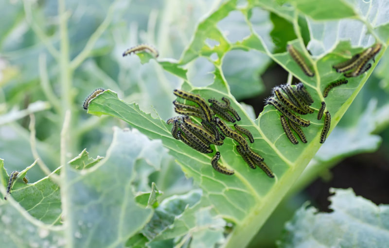 a close-up of caterpillars chomping through a cabbage leaf