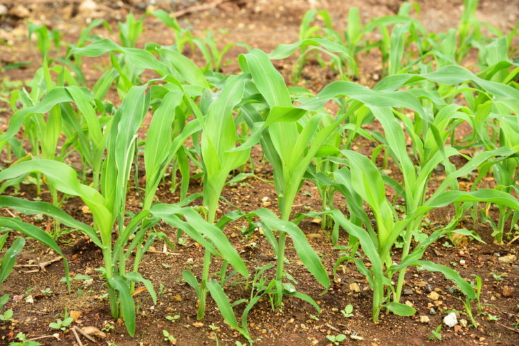 How to Grow Sweetcorn in Your Garden 3 young sweetcorn stems, showing how to grow sweetcorn in your garden