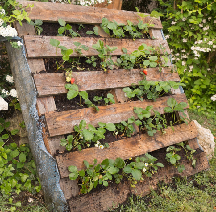strawberries growing out of a reclaimed pallet laying on its side