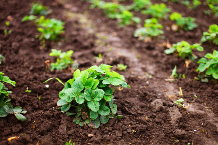 row of strawberry plants becoming established in a garden