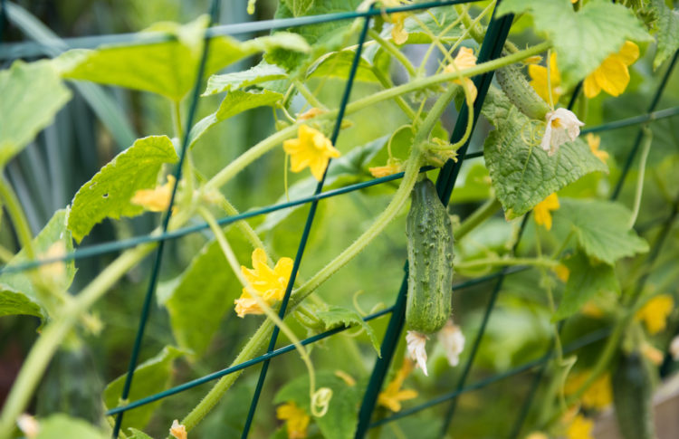 How to Grow Cucumbers in Your Garden 5 growing cucumbers climbing up a metal trellis for support