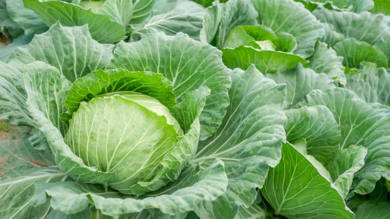 a head of cabbage with thick, unfurling leaves