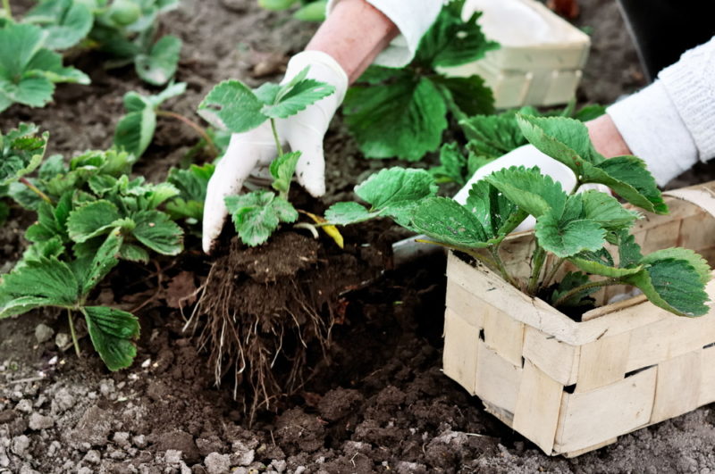 how to grow strawberries, taking young plants from a box and putting them into the ground