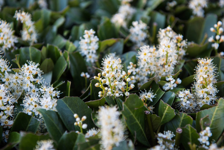 a close up of pale cherry laurel flowers