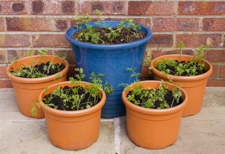 five large garden planters with carrots growing inside