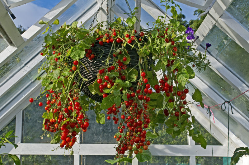 you can grow vegetables in hanging baskets, like this huge tomato plant with lots of trailing fruit