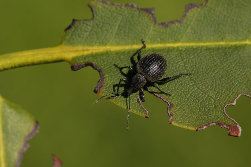 Common Garden Insects in the UK: Good and Bad Bugs 9 a little black vine weevil sitting on a leaf with the edges chewed
