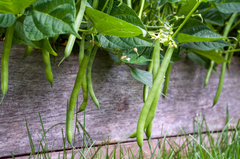 a close up of green bean vegetables in a container garden, ripe and ready to harvest