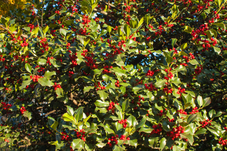 a thick holly bush with red berries