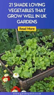 21 Shade Loving Vegetables That Grow Well in UK Gardens 8 21 SHADE LOVING VEGETABLES THAT GROW WELL IN UK GARDENS-min