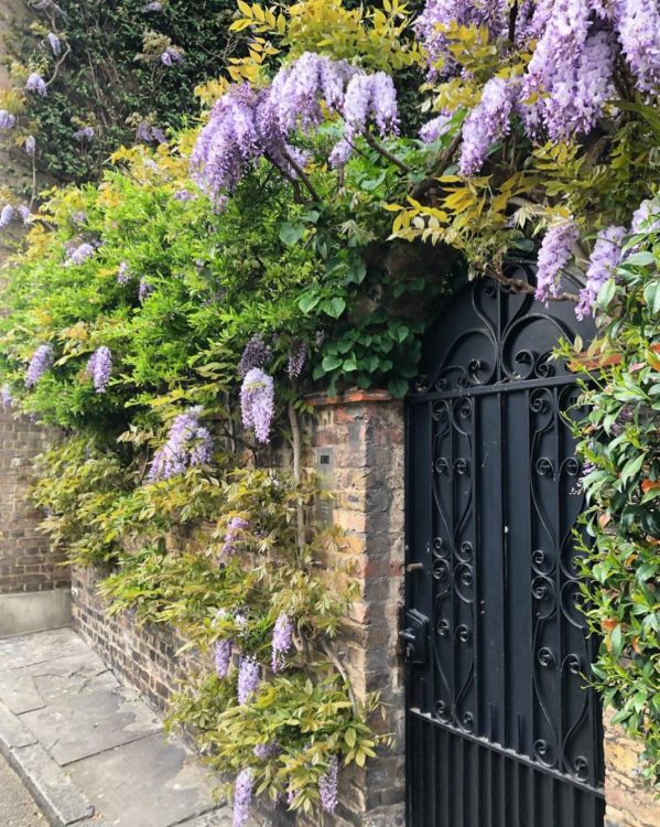 Wisteria Hysteria: Growing an Instagram-Worthy Garden 19 the rear wall of a garden with wisteria growing along the top, up to a wrought-iron gate