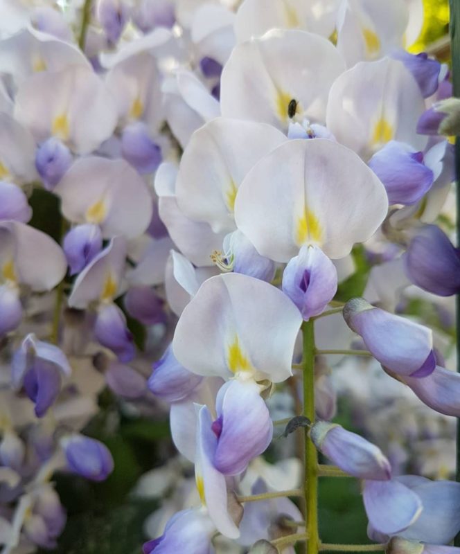 Wisteria Hysteria: Growing an Instagram-Worthy Garden 1 a close-up of the delicate white and purple flowers that wisteria devotees adore