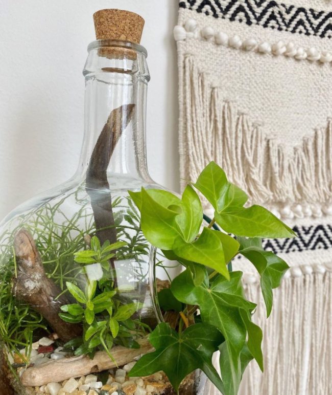 A large bottle garden that has a cork stopper in the neck but an open face with leaves spilling out