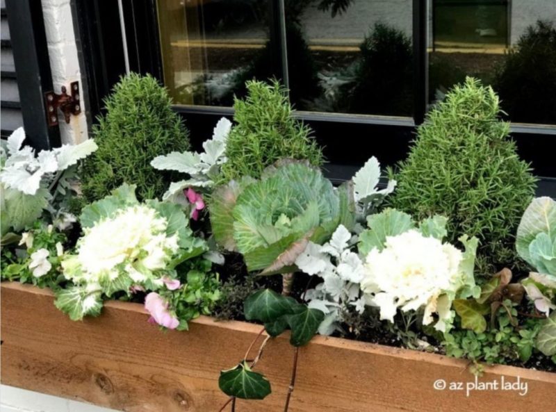 a window box filled with cabbages that look like giant flowers