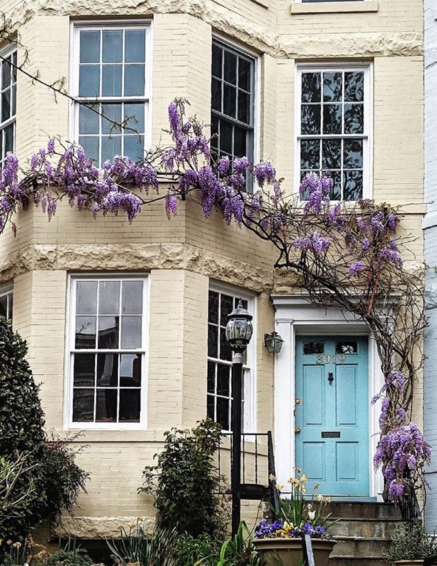Wisteria Hysteria: Growing an Instagram-Worthy Garden 3 an arching wisteria vine climbs across the front of a cream house