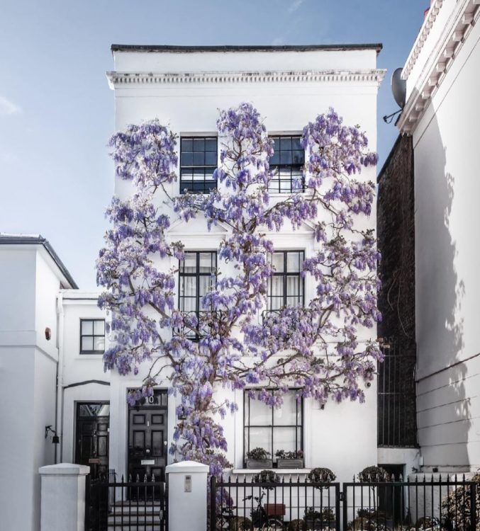 Wisteria Hysteria: Growing an Instagram-Worthy Garden 14 A beautiful wisteria plant on the front of a house in Kensington, London