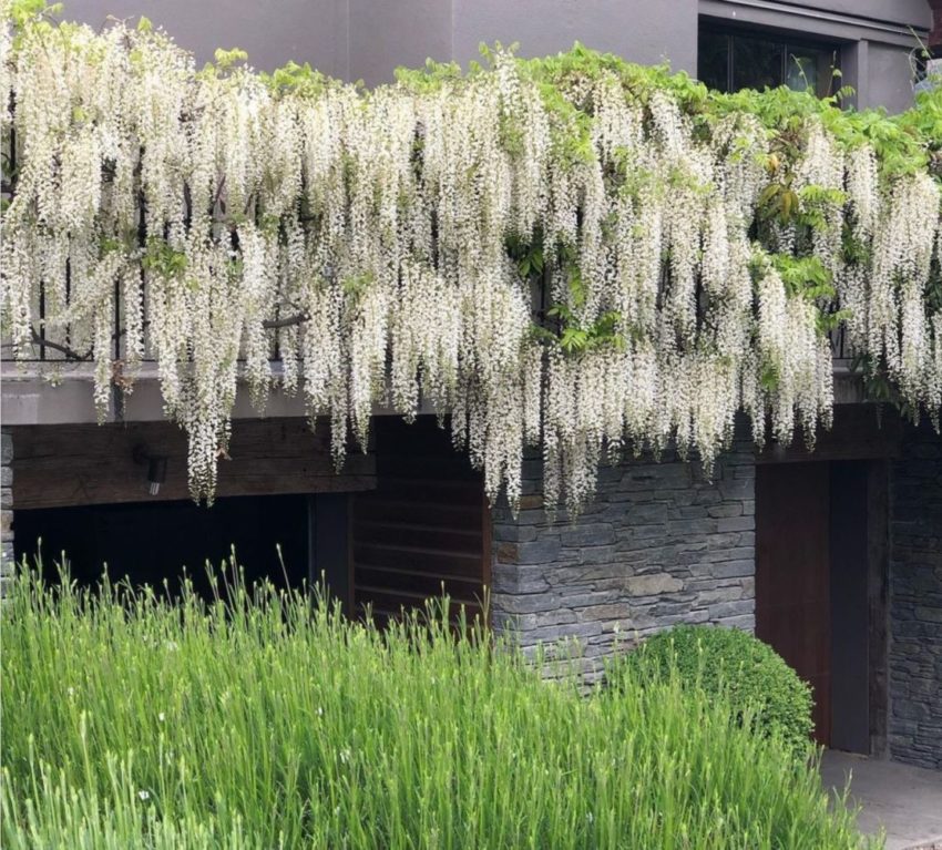 Wisteria Hysteria: Growing an Instagram-Worthy Garden 7 thick boughs of white wisteria adorn the front of a modern grey building