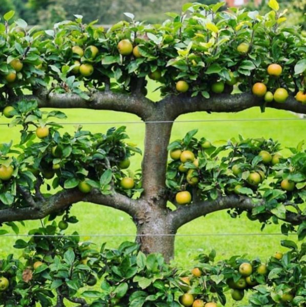 an apple tree trained into an espalier