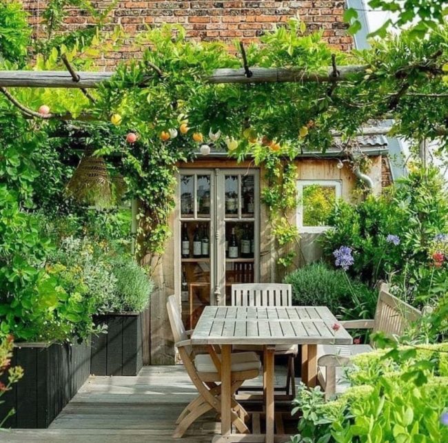 a pergola covered with a fruit vine, growing over a wooden table on a deck