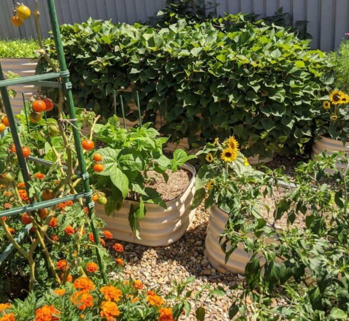 a rustic vegetable garden with flowers and crops