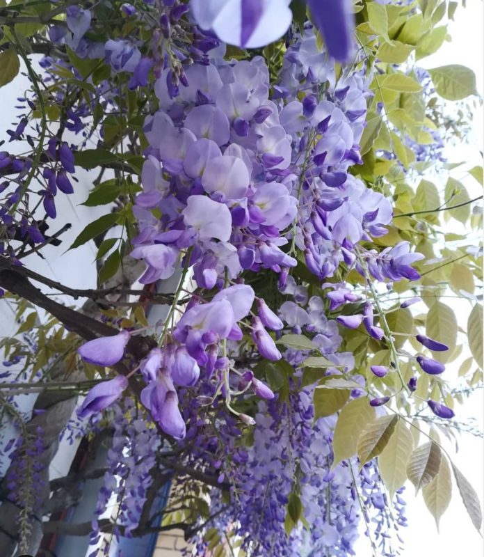 Wisteria Hysteria: Growing an Instagram-Worthy Garden 2 wisteria hysteria is the name given to the appreciation of these cascading blooms