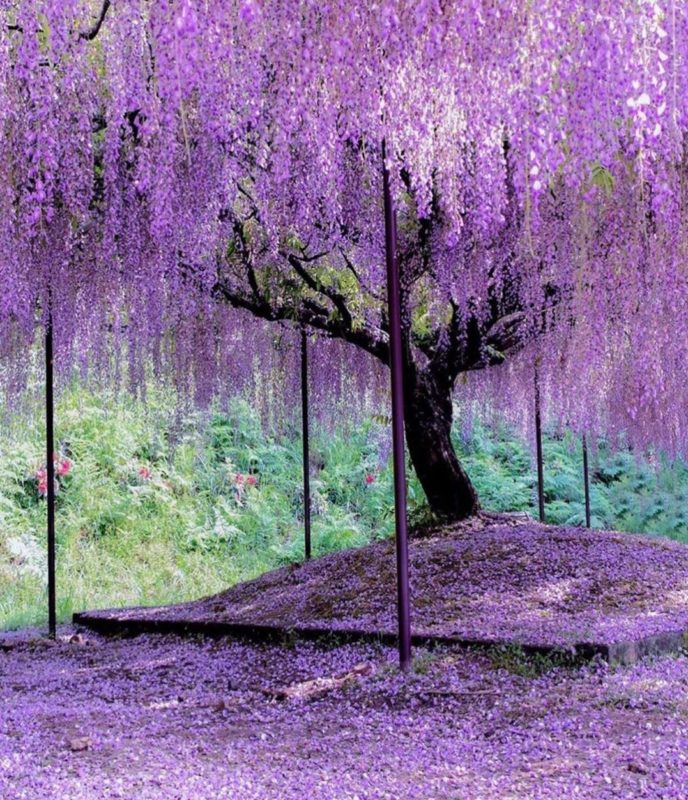 Wisteria Hysteria: Growing an Instagram-Worthy Garden 10 the stunning wisteria tree at Ashikaga Flower Park in Tochigi, Japan