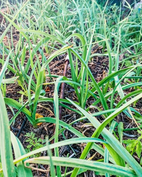 a patch of garlic with long green blades above the soil