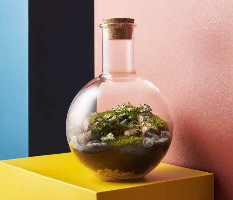 a large glass bottle shaped like a scientific boiling flask with a bottle garden inside