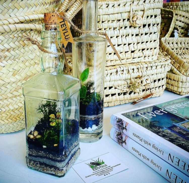 you can grow a bottle garden in recycled spirits bottles, like these