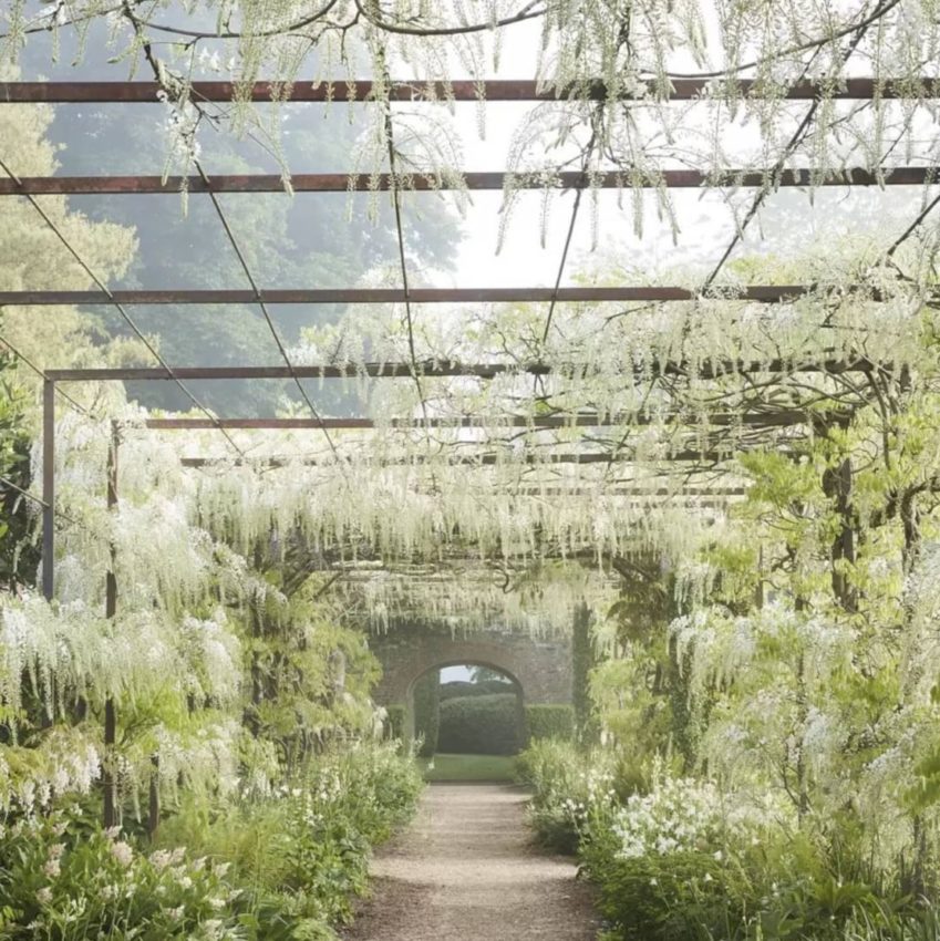 Wisteria Hysteria: Growing an Instagram-Worthy Garden 6 a long pergola archway covered loosely in white wisteria flowers