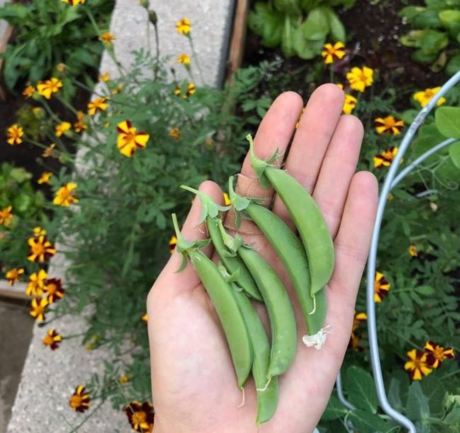 21 Shade Loving Vegetables That Grow Well in UK Gardens 3 a close up of pea pods in someone's palm