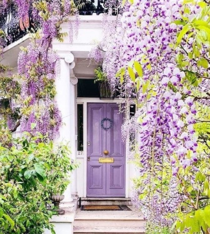 Which Trellis Is Best For Wisteria? 5 an elegant doorway, where the front door is painted the same colour as the purple wisteria flowers in the foreground