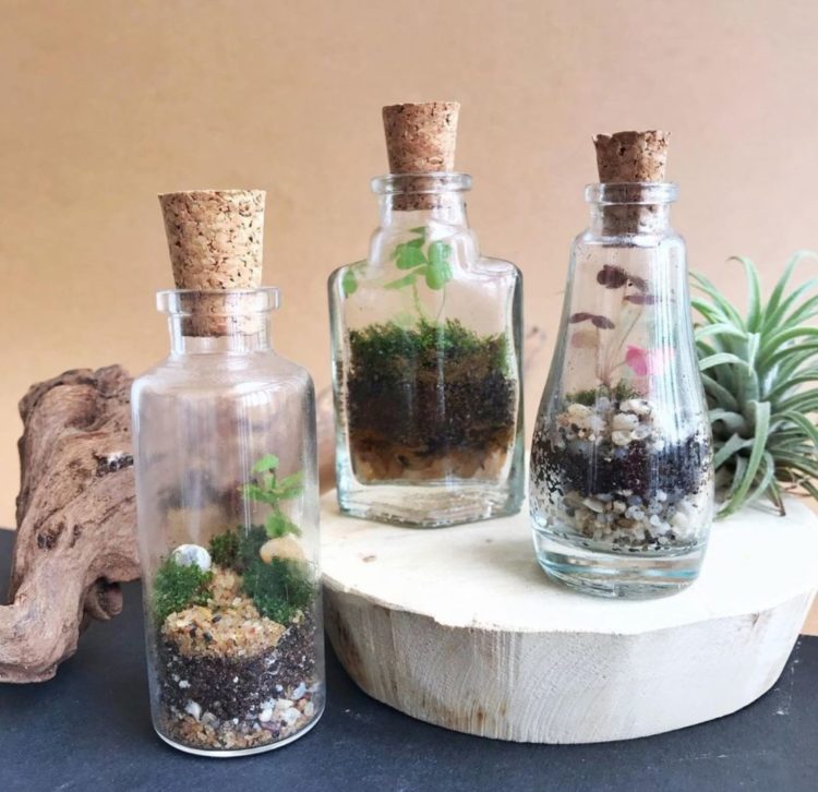 three small glass bottles have tiny plants growing inside