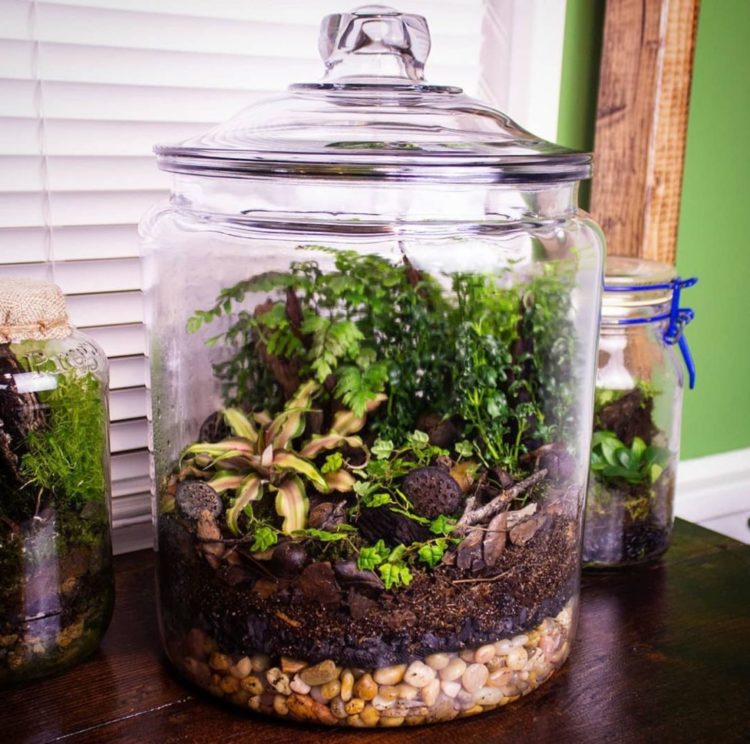 a large glass jar with a sealed lid, filled with a collection of tiny, scaled-down plants