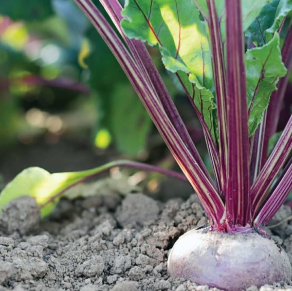 a close up of a beetroot plant with deep red stems