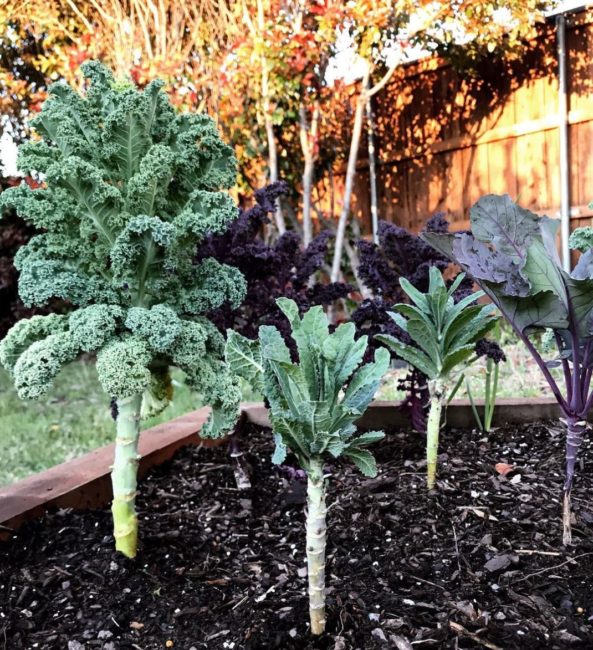 foodscaping ideas with small kale trees growing in a vegetable bed