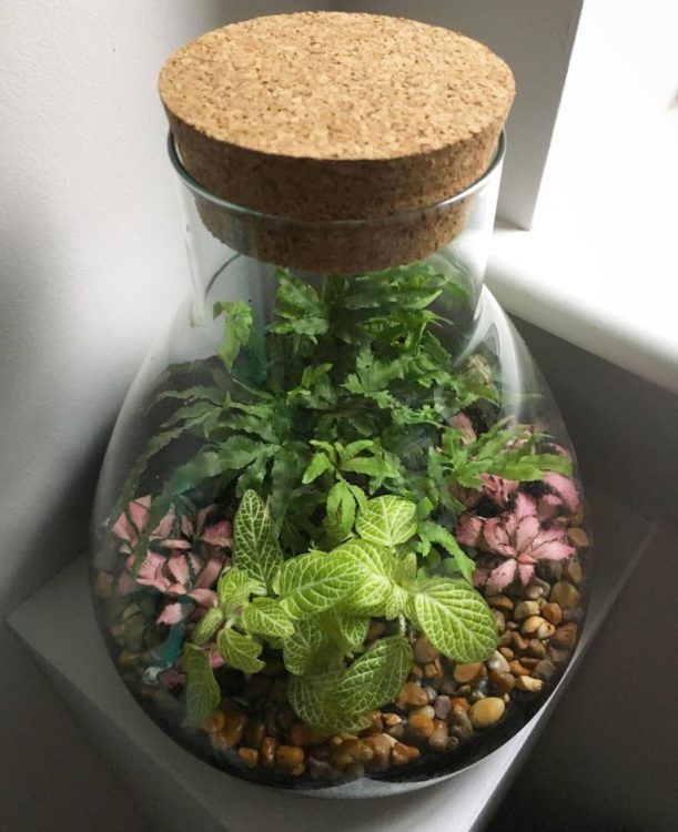 a curved glass jar with a large cork stopper in the top and a combination of plants with green and pink leaves inside