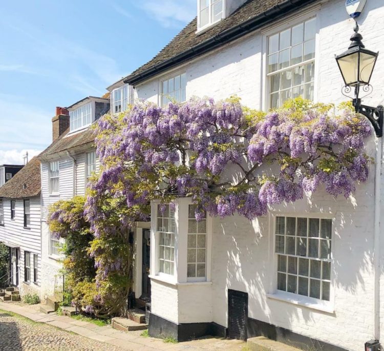 Wisteria Hysteria: Growing an Instagram-Worthy Garden 15 a historic building on a cobbled high-street, covered in wisteria